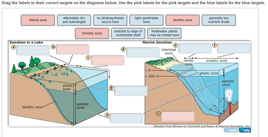 ocean zones diagram worksheet