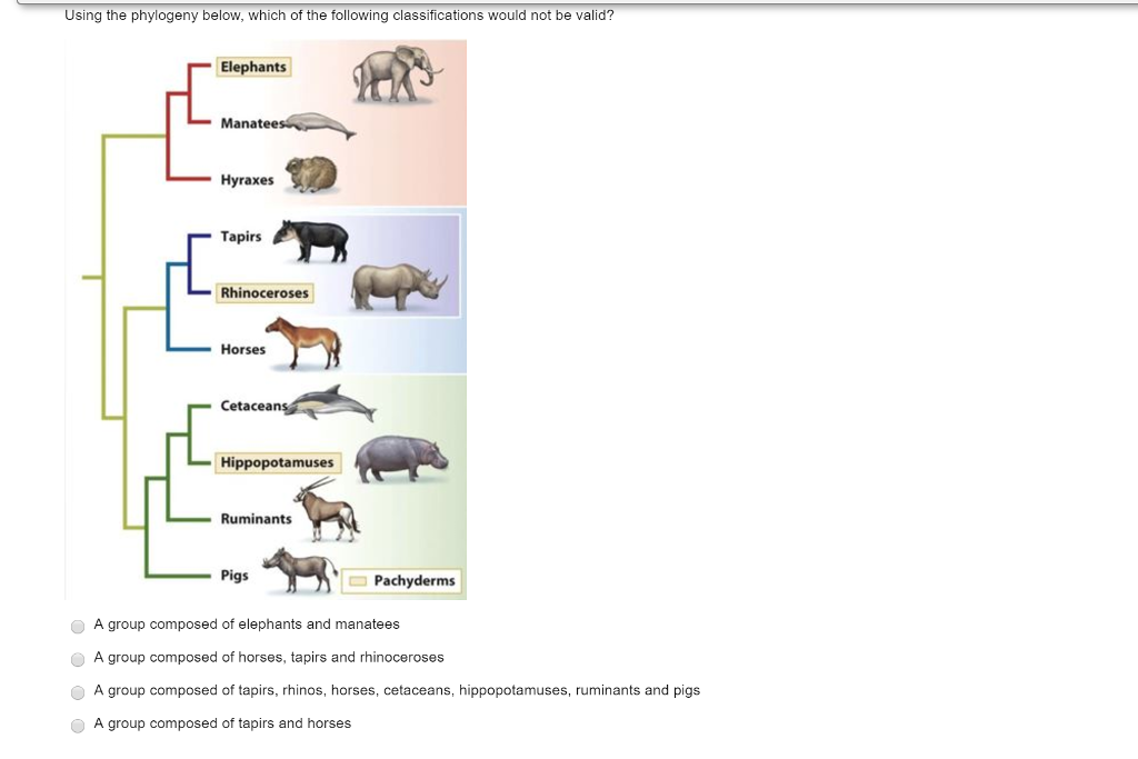 Solved Using the phylogeny below, which of the following | Chegg.com