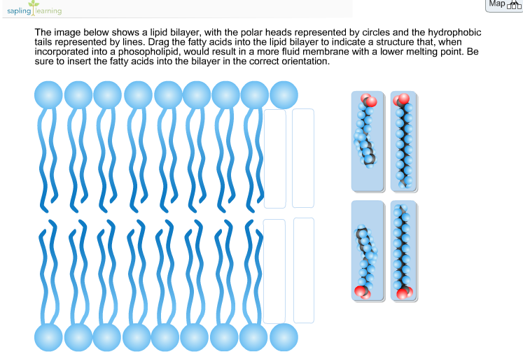 Images below. Липидный бислой. Bilayer. Bi слои. Bacterial channel in lipid membrane.