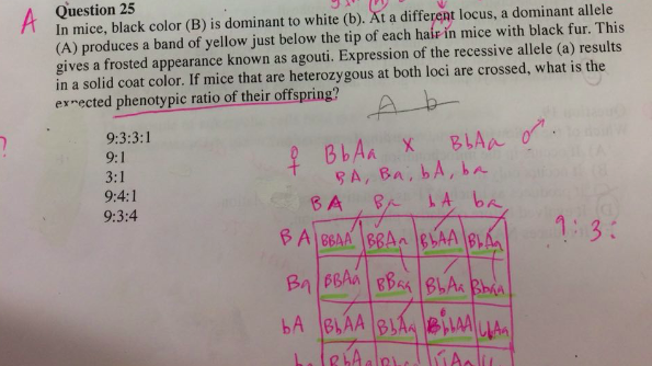 solved-im-getting-a-9-3-3-1-phenotypic-ratio-but-the-answer-chegg