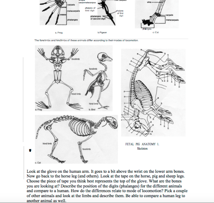 The forelimbs and hindlimbs of these animals differ