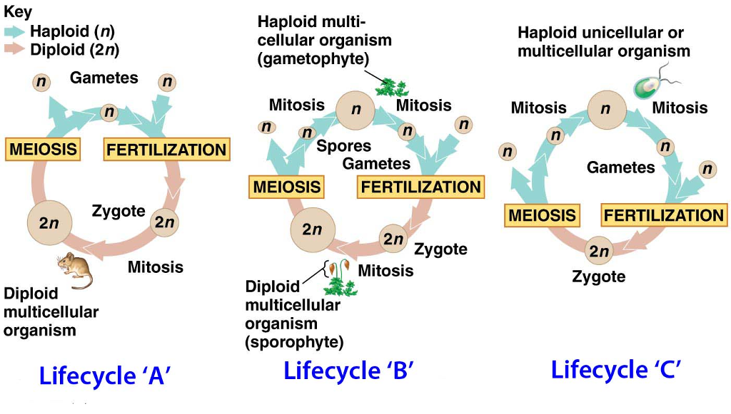 Solved Three Different Types Of Life Cycles Are Pictured Chegg