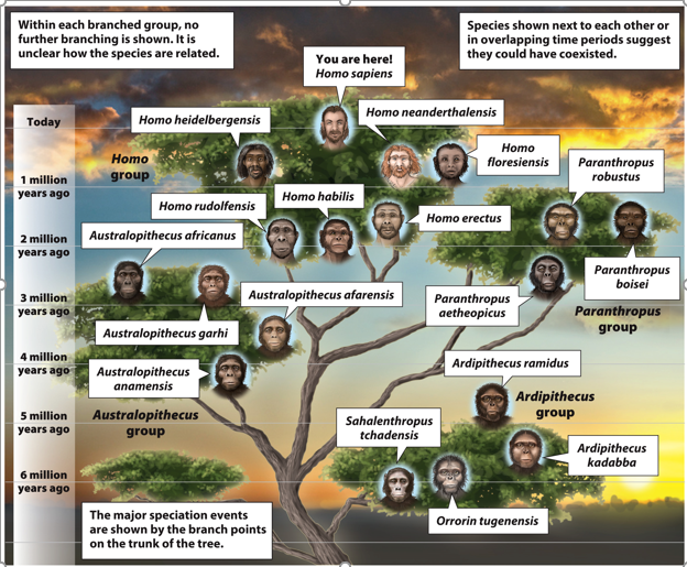 Solved The fossil of a male hominin is discovered, and it | Chegg.com