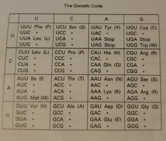Solved The Genetic Code UUU Phe (F) UCU Ser (S UAU Tyr m UGU | Chegg.com