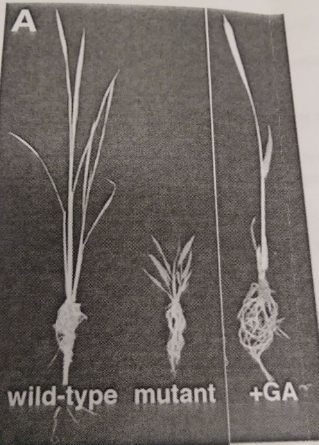 Solved ive dwarf rice mutants are isolated in a field in | Chegg.com