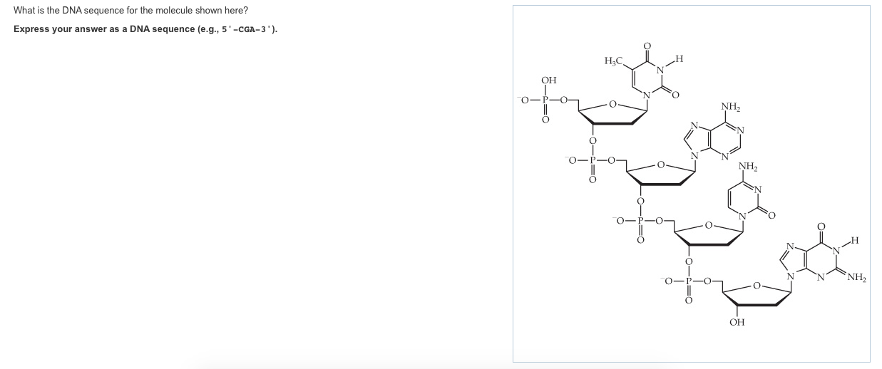 Solved What is the DNA sequence for the molecule shown | Chegg.com