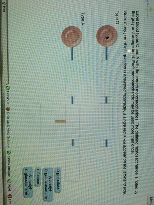 Label blood types O and a with the correct