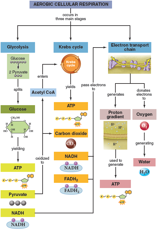 solved-metabolism-consists-of-chemical-reactions-are-chegg