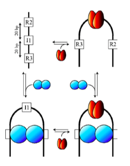 The figure depicts two protein homodimers which bind | Chegg.com