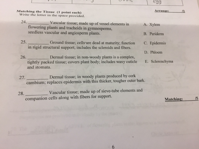 Solved Write the letter in the space provided. Xylem | Chegg.com