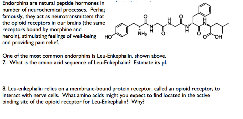 solved-endorphins-are-natural-peptide-hormones-in-number-of-chegg