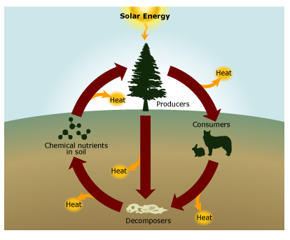 Solved Radiation that reaches the earth's surface helps fuel | Chegg.com