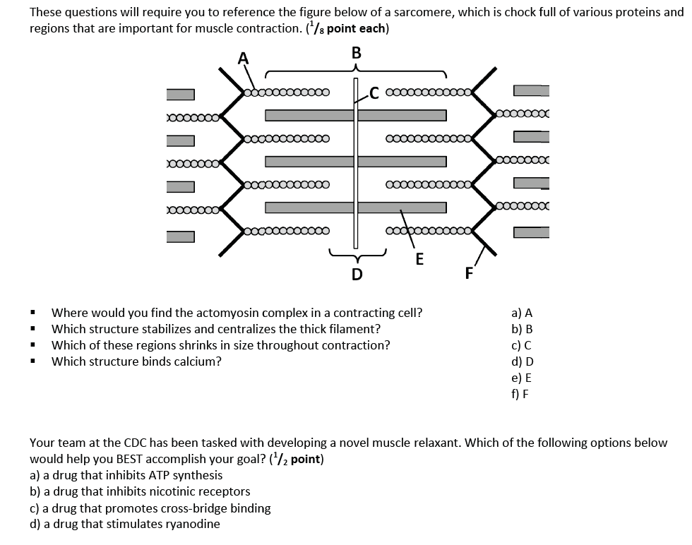 Muscle Contraction Worksheet Answers Herbalard