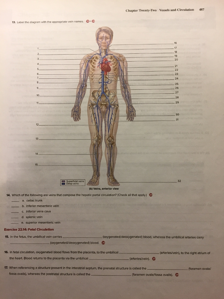 solved-chapter-twenty-two-vessels-and-circulation-487-13-chegg