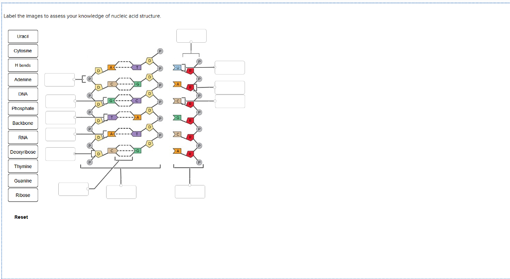 Solved Label the images to assess your knowledge of nucleic