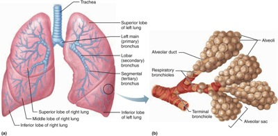 Solved View the anatomical models Figure 36.1, Figure 36.3 | Chegg.com