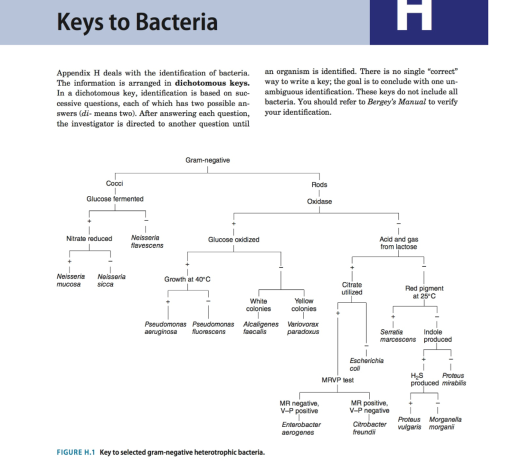 dichotomous key microbiology unknown bacteria