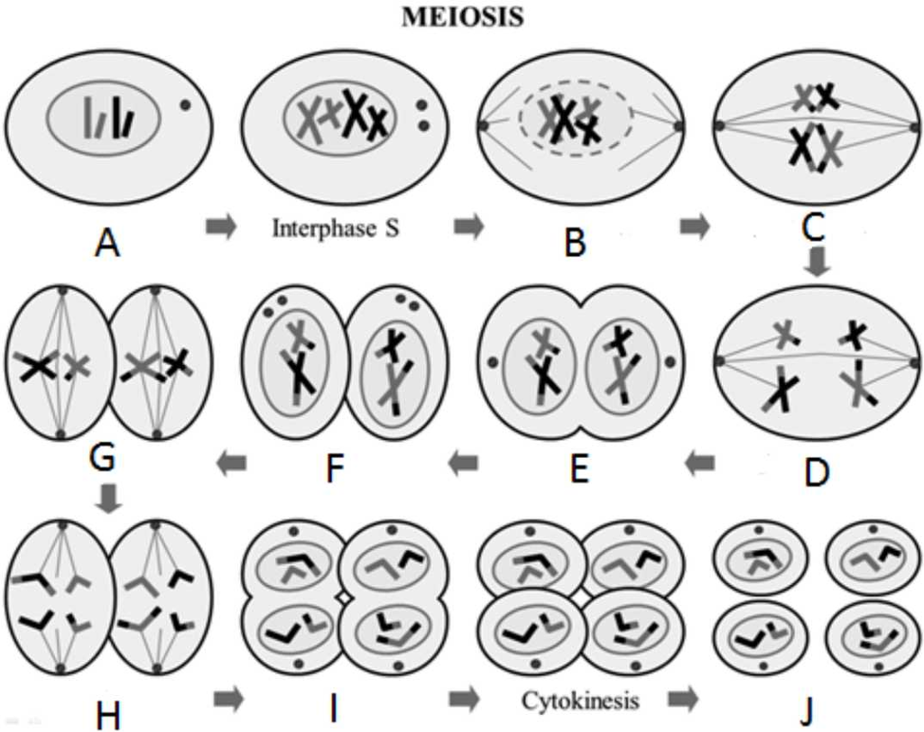 Solved 1. ____________ This letter represents haploid | Chegg.com