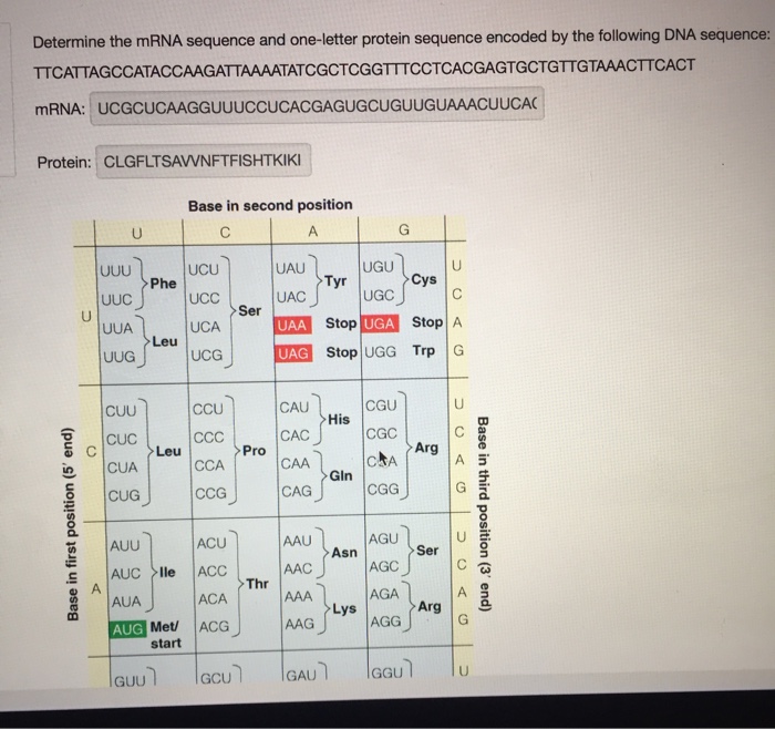 Solved: Determine The MRNA Sequence And One-letter Protein... | Chegg.com