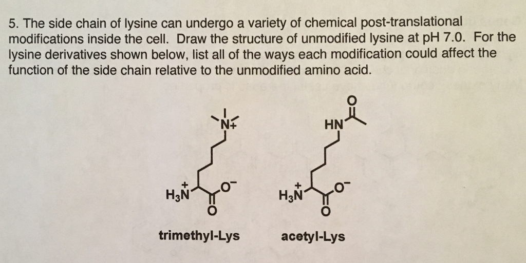 Solved 5. The side chain of lysine can undergo a variety of