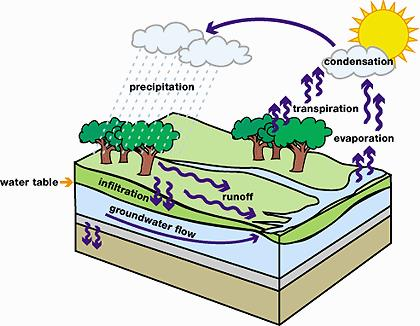 Groundwater Diagram To Label - Human Anatomy