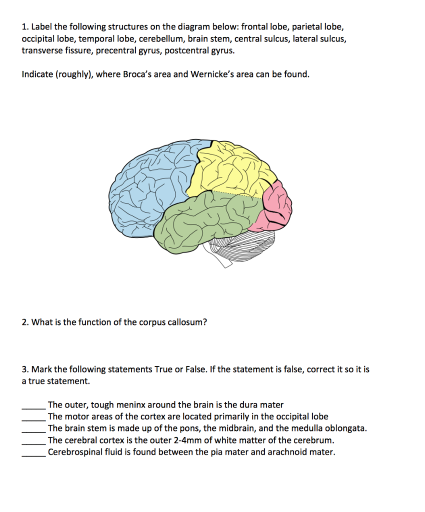 Solved 1. Label the following structures on the diagram | Chegg.com