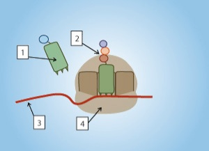 Solved The figure below depicts the process of translation | Chegg.com