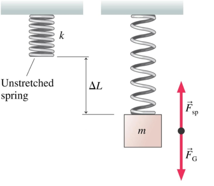 Solved For vertical oscillations derive the following | Chegg.com