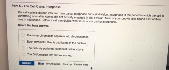 Solved The cell cycle is divided into two main parts: | Chegg.com