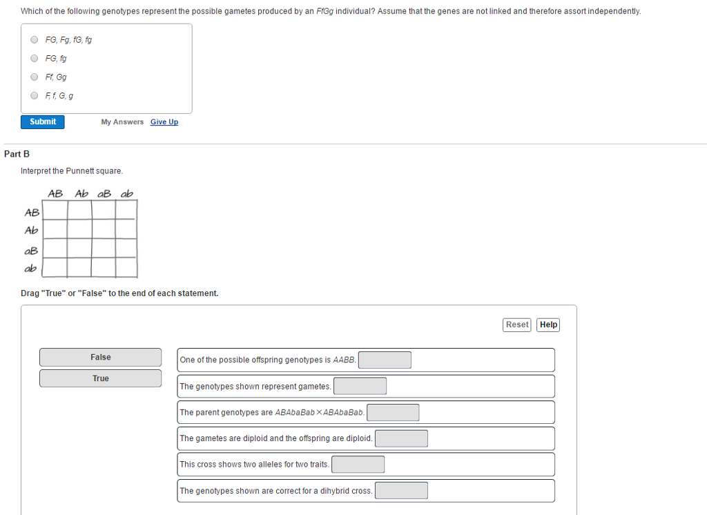 Solved Which of the following genotypes represent the | Chegg.com