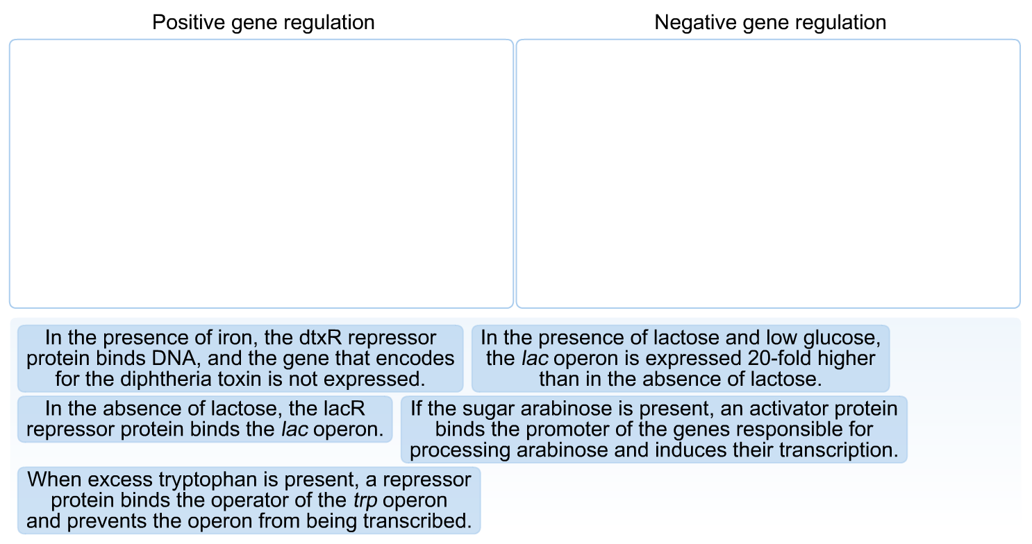 Solved Classify the following examples of prokaryotic gene | Chegg.com