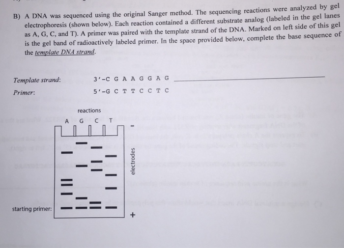 Solved A DNA was sequenced using the original Sanger method. | Chegg.com