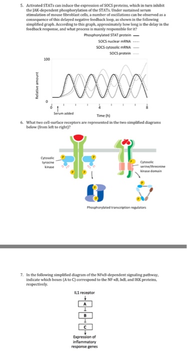 Solved Activated STATs can induce the expression of SOCS | Chegg.com