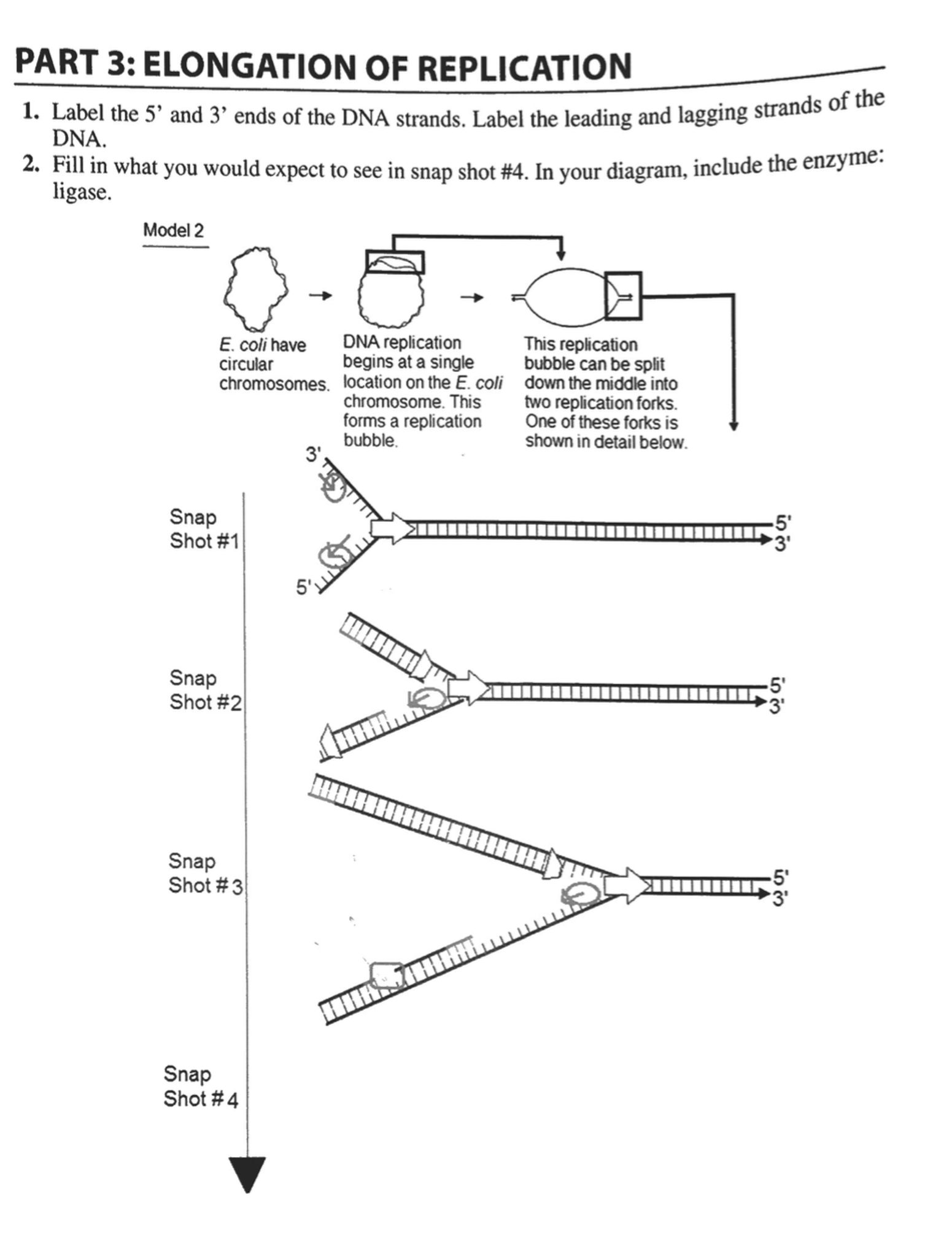 Solved elongation of replication. The enzymes for the second