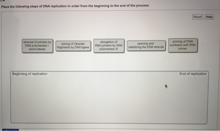 Solved Place the following steps of DNA replication in order | Chegg.com