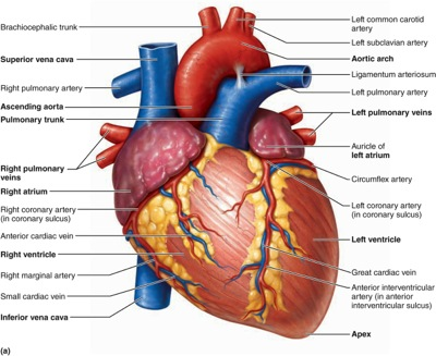 Solved View the anatomical models Figure 30.2 (a), (b), (c), | Chegg.com