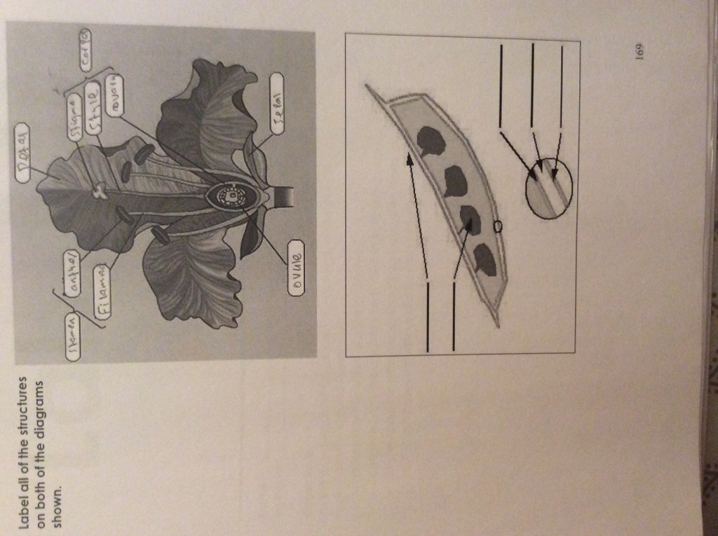 Solved Label all of the structures on both of the diagrams | Chegg.com