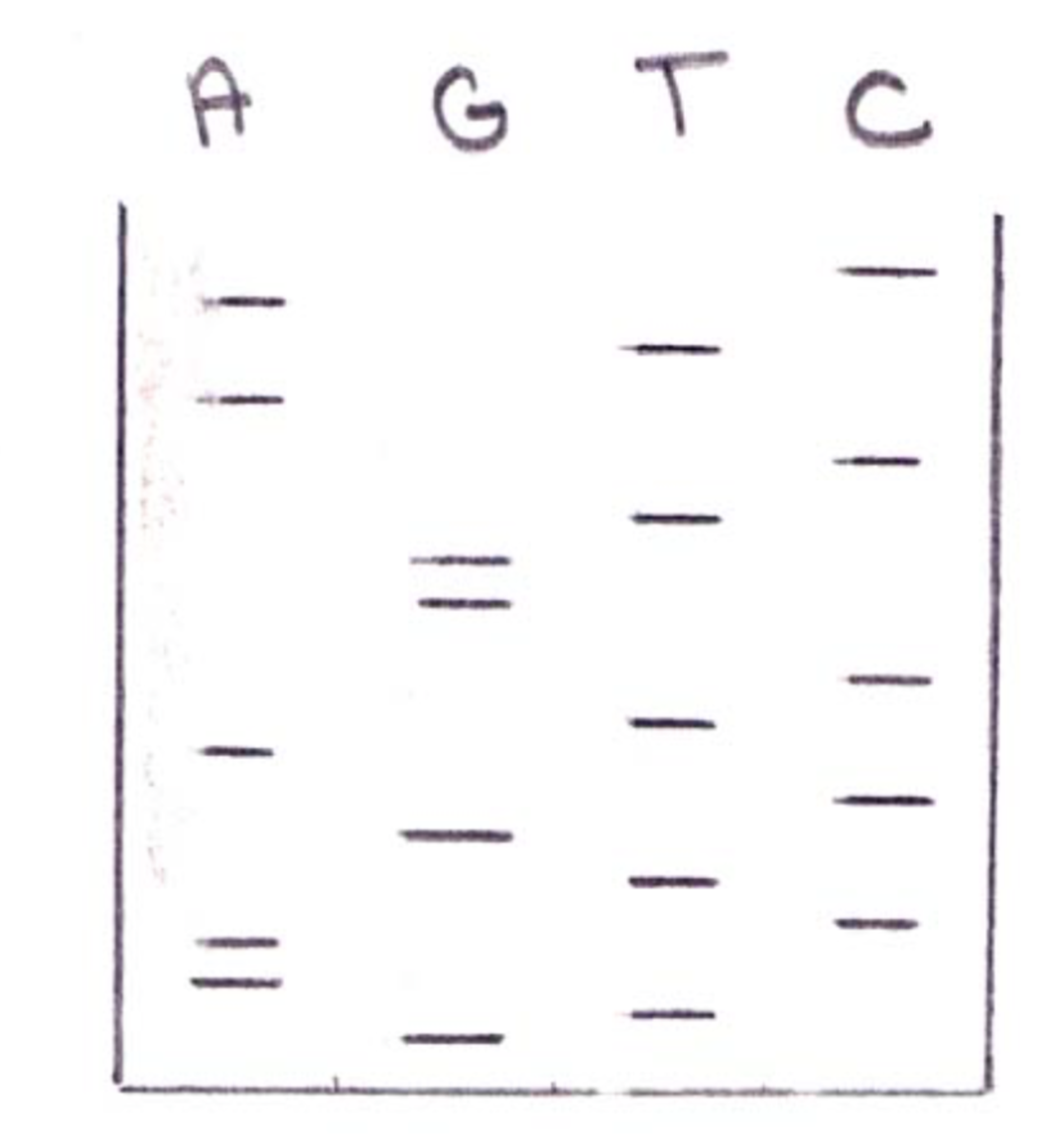 Solved We have an autoradiograph of a sequencing gel using