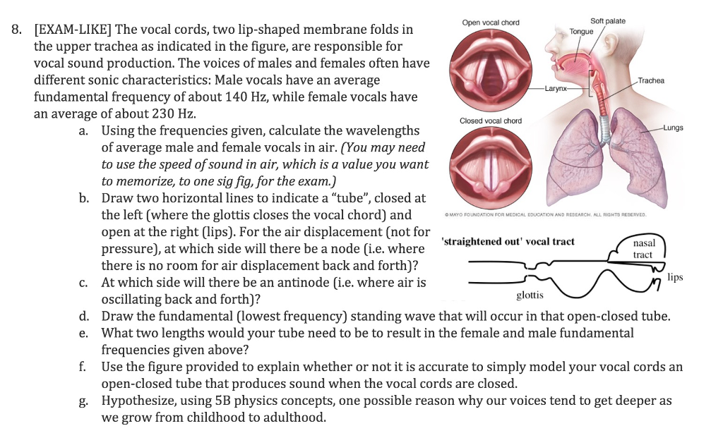 solved-open-vocal-chord-soft-palate-8-exam-like-the-vocal-chegg