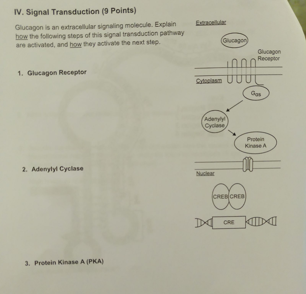 Solved IV. Signal Transduction (9 Points) Glucagon is an