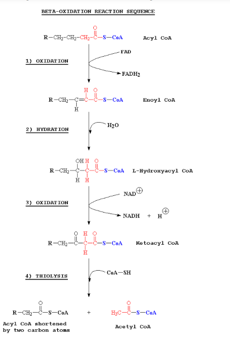 Solved BETA-OXIDATION REACTION SEQUENCE OXIDATION | Chegg.com