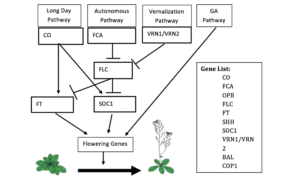 Solved In reference to the figure above. Plants contain