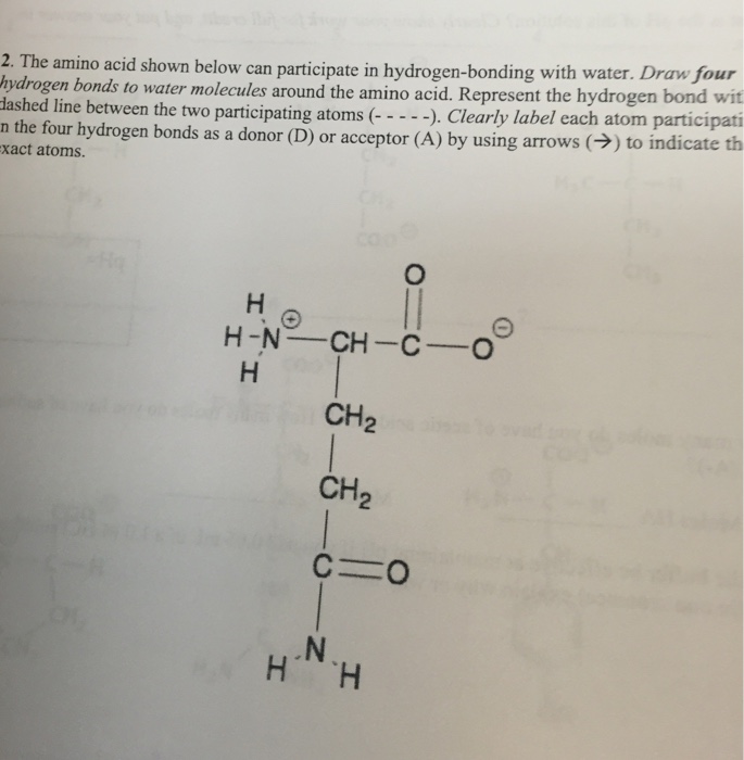 Solved The amino acid shown below can participate in
