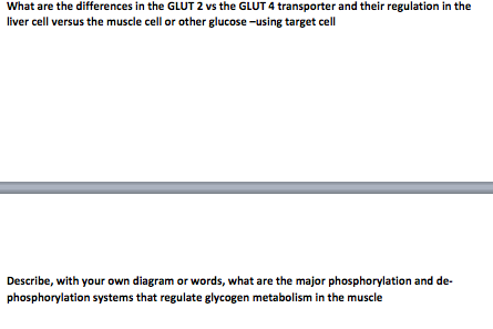 glut 2 vs glut 4