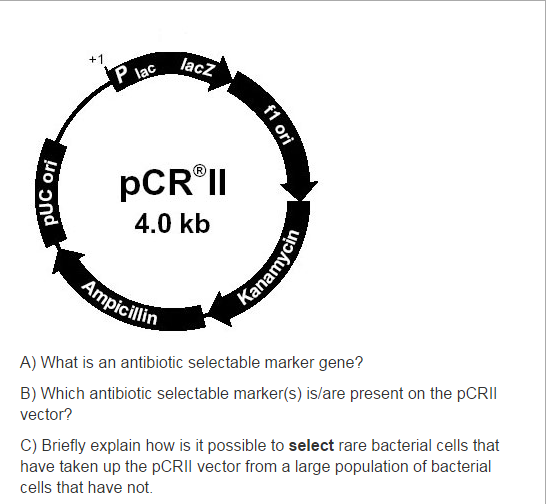 Solved What is an antibiotic selectable marker gene? Which