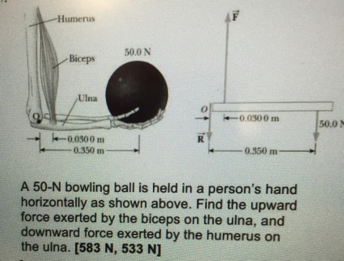 Solved A 50N bowling ball is held in a person's hand