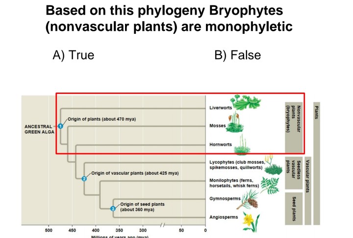 Solved Based on this phylogeny Bryophytes (nonvascular | Chegg.com