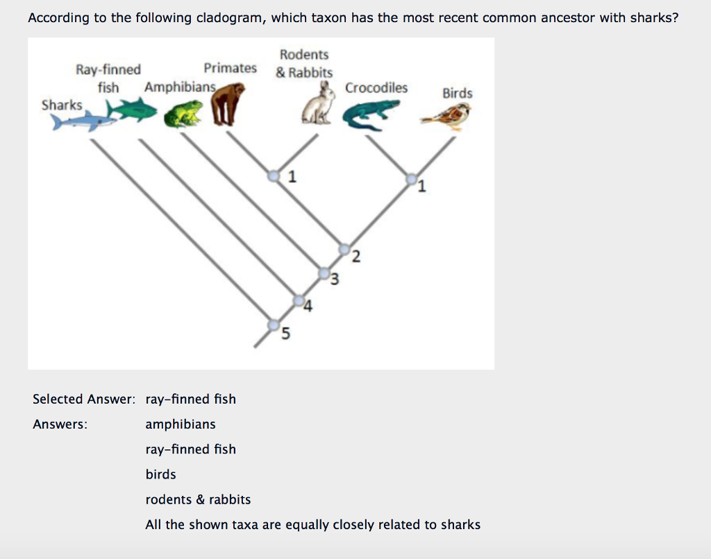 how to find most recent common ancestor on phylogenetic tree