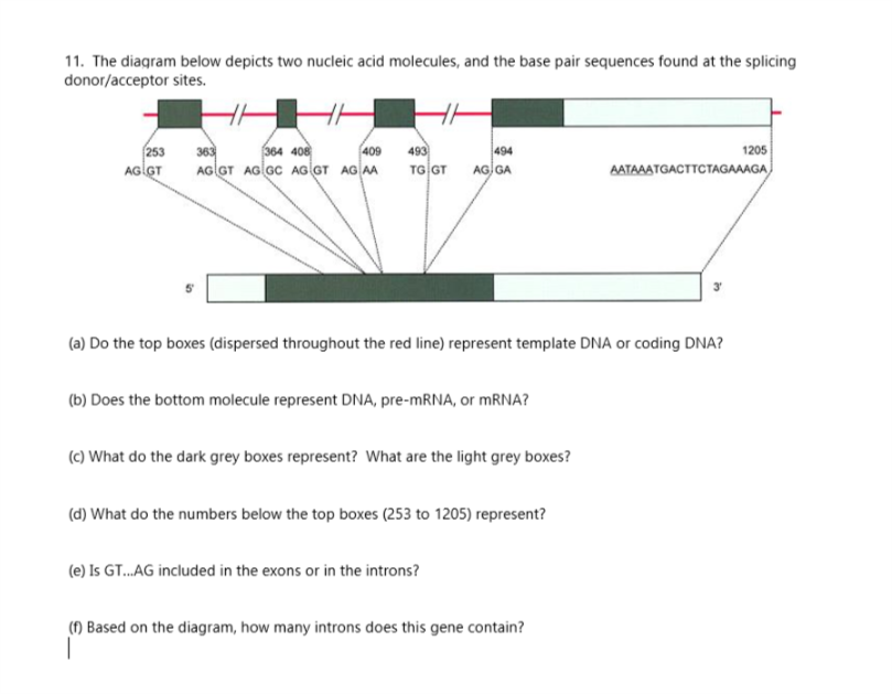 Solved 11. The diagram below depicts two nucleic acid | Chegg.com