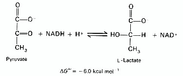 Solved 0 C-O C-O + NADH H HO-C-H NAD+ CH CH Pyruvate | Chegg.com